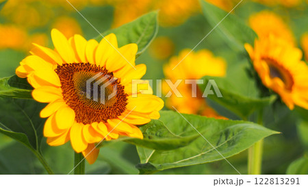 A radiant sunflower in sharp focus, its golden-yellow petals and rich brown center standing out against a soft, dreamy background of additional sunflowers and lush greenery. 122813291