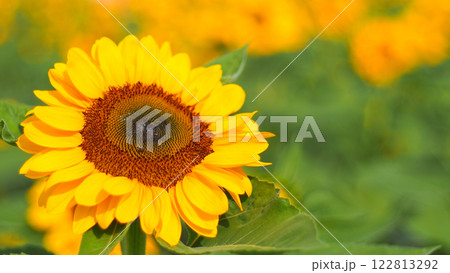 A vibrant sunflower takes center stage, its bold yellow petals illuminated by sunlight, with a soft, lush green and golden-yellow background fading into a dreamy bokeh. A vibrant sunflower takes center stage, its bold yellow petals illuminated by sunlight, with a soft, lush green and golden-yellow background fading into a dreamy bokeh. 122813292