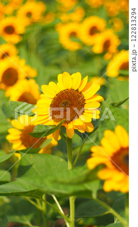 A sunflower in focus stands out vividly against a backdrop of blurred yellow blooms and greenery, capturing the essence of a vibrant summer day 122813294