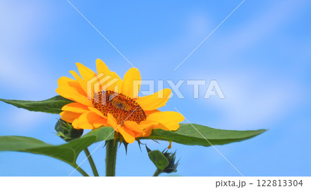 A vibrant sunflower stands tall with its golden petals shining against a soft, clear blue sky, embodying the essence of summer A vibrant sunflower stands tall with its golden petals shining against a soft, clear blue sky, embodying the essence of summer 122813304