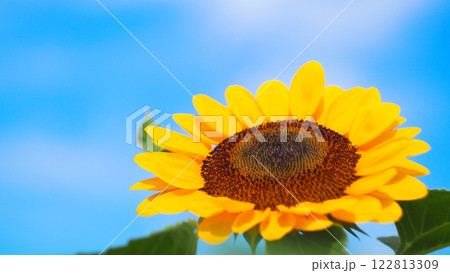 Golden Sunflower Facing the Sky. Nature's Radiance Against a Clear Blue Horizon Golden Sunflower Facing the Sky. Nature's Radiance Against a Clear Blue Horizon 122813309