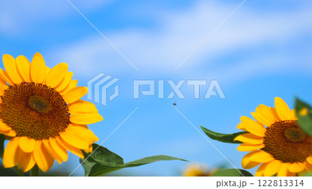 Sunflowers with Clear Blue Sky - Ideal for Nature Advertising, Inspirational Posters, or Eco-Friendly Branding 122813314