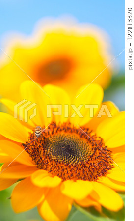 Sunflower with a Busy Bee - Vibrant and Close-Up, Showcasing Nature's Harmony. Perfect for Environmental Campaigns, Agriculture Themes, or Eco-Friendly Marketing Sunflower with a Busy Bee - Vibrant and Close-Up, Showcasing Nature's Harmony. Perfect for Environmental Campaigns, Agriculture Themes, or Eco-Friendly Marketing 122813320