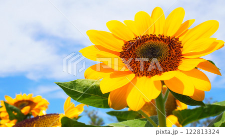 Bright Sunflower Focused Against a Clear Blue Sky - Vibrant and Cheerful Composition, Perfect for Nature-Themed Designs, Eco-Friendly Campaigns, or Inspirational Branding. 122813324