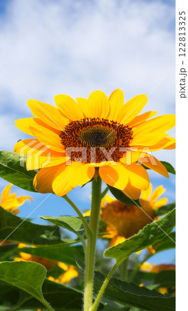 Sunflower in full bloom against a clear blue sky, embodying natural beauty and vibrant simplicity. perfect for nature-inspired designs or eco-themed projects. Sunflower in full bloom against a clear blue sky, embodying natural beauty and vibrant simplicity. perfect for nature-inspired designs or eco-themed projects. 122813325