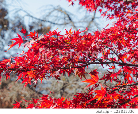 桜山公園　紅葉風景51 122813336