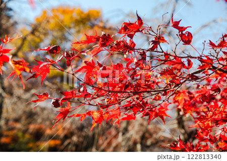 桜山公園　紅葉風景52 122813340