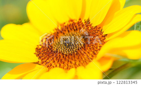 a close-up of a vibrant sunflower with a bee collecting nectar, highlighting the intricate details of the flower and the lively interaction. 122813345