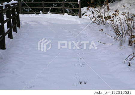 雪に埋もれた橋と雪に浮かぶ獣の足跡 122813525