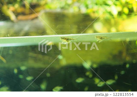 海遊館の生き物たち 122813554