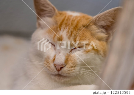 ゴールデンスランバー　～まどろむ猫～ 122813595