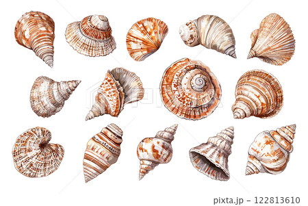 Sea Shells Collection Watercolour Illustration On White Background Unique Artwork Coastal Design Creative Illustrations Marine Life Decorative Elements Nautical Artwork Artistic 122813610