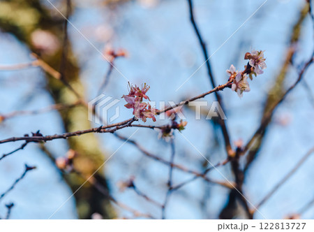 桜山公園　冬桜1 122813727