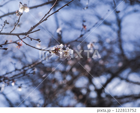 桜山公園 冬桜26 桜山公園 冬桜26 122813752
