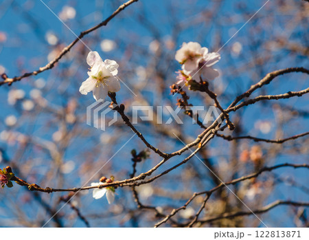 桜山公園 冬桜169 桜山公園 冬桜169 122813871