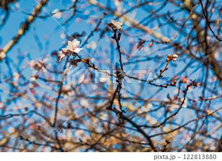桜山公園　冬桜178 122813880