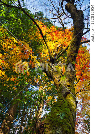白山平泉寺の静かな秋 白山平泉寺の静かな秋 122813954