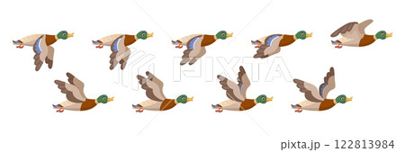 Duck fly animation. Ducks flight wing pose sequence loop, flying wild bird movement flocking silhouette sprite sheet cycle frame for 2d game, cartoon swanky vector illustration 122813984