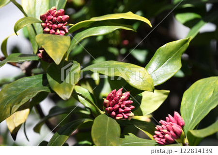 早春の日差しの中で開花を待つ沈丁花の蕾(2月) 早春の日差しの中で開花を待つ沈丁花の蕾(2月) 122814139