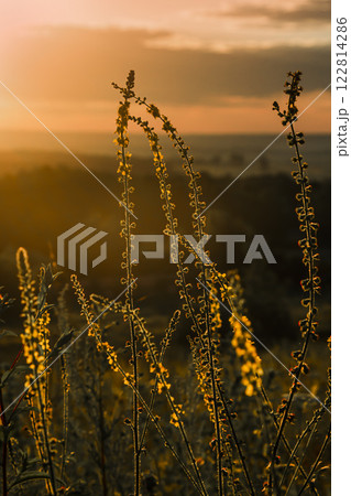 Ripe weed Agrimonia eupatoria L. at sunrise Ripe weed Agrimonia eupatoria L. at sunrise 122814286