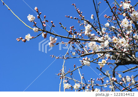咲き出した梅の花 咲き出した梅の花 122814412