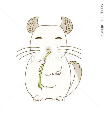 チモシーを食べるチンチラ(パイド) 122814435