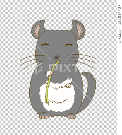 Chinchilla (Black Velvet) eating Timothy hay 122814437
