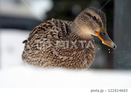雪の上で寛ぐ雌のマガモ-Female mallard duck relaxing on snow- 122814683