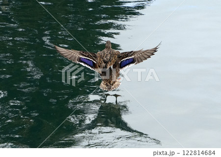飛ぶマガモの後ろ姿-The back view of a mallard duck flying- 122814684