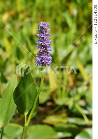 ミズアオイ　ポンテデリア　水生植物　紫色の花 122814808