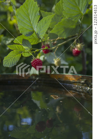 Branches of a garden raspberry with berries over a barrel with rain water Branches of a garden raspberry with berries over a barrel with rain water 122814813