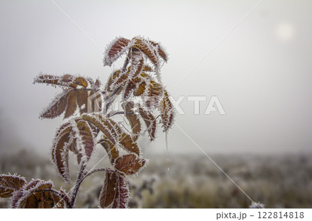Icy frost covered a branch of wild rose in a foggy autumn field Icy frost covered a branch of wild rose in a foggy autumn field 122814818