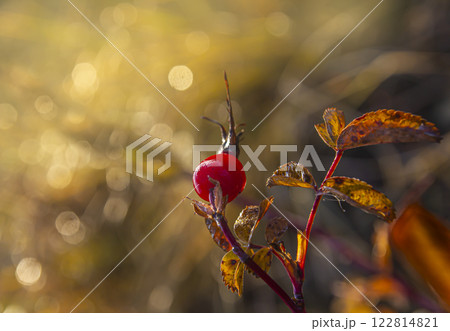 The branches of a rose hip bush with red fruits in the autumn morning The branches of a rose hip bush with red fruits in the autumn morning 122814821