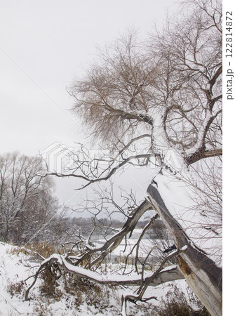 Landscape of late autumn with an old willow on the snow-covered bank of a frozen lake Landscape of late autumn with an old willow on the snow-covered bank of a frozen lake 122814872