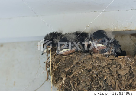 ツバメの巣　雛が3羽　2回目の営巣で雛が少なめ 122814965