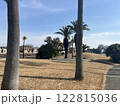 ヤシの木 122815036