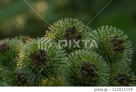 green burdock seed pods green burdock seed pods 122815159