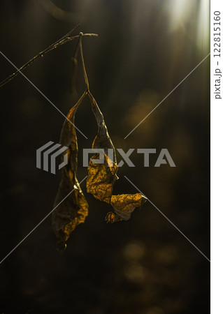 Brown withering maple leaves in autumn forest Brown withering maple leaves in autumn forest 122815160