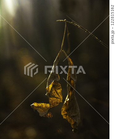 withering maple leaves in autumn forest 122815162