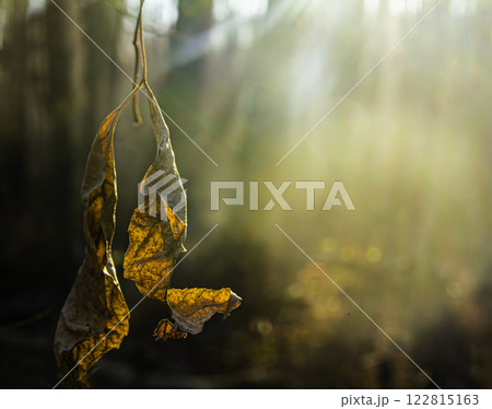 Brown maple leaves in autumn forest 122815163