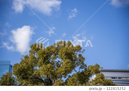 木と空 122815252