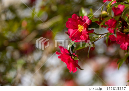 真冬の山茶花 122815337