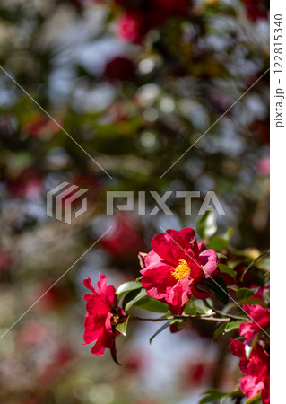 真冬の山茶花 122815340