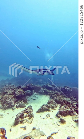 パラオの海に潜むマンタ 122815466