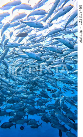 パラオのダイビングで見た魚の群れ 122815469