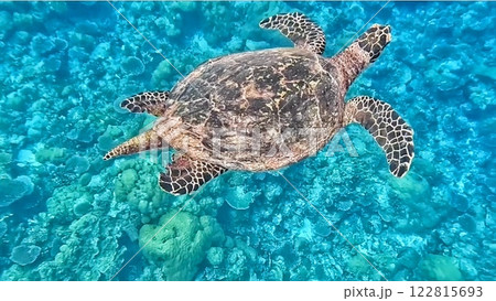 パラオのウミガメ 122815693
