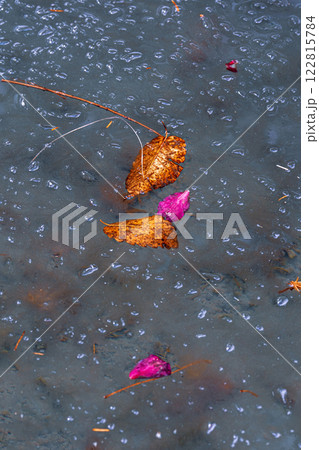 真冬の水面の散った山茶花の花びら 122815784