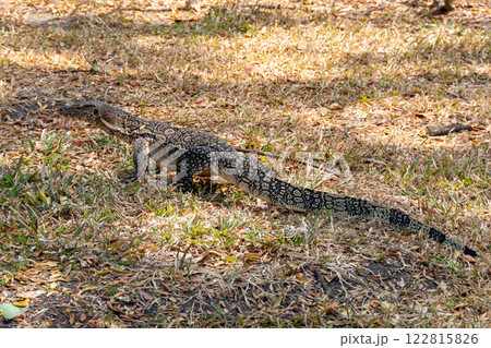 Outdoor wildlife close-up of a lizard crawling through grass in its natural habitat 122815826