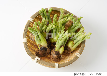 山菜 タラの芽 イメージ 山菜 タラの芽 イメージ 122815856