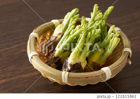 山菜 タラの芽 イメージ 山菜 タラの芽 イメージ 122815862